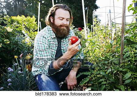Stock Image - Caucasian man picking vegetables in garden. Fotosearch