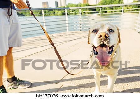 Stock Photograph - Caucasian man walking dog outdoors. Fotosearch
