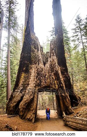 Stock Photo - "Caucasian mother and daughter under ancient tree in Yosemite National Park, California, United States". Fotosearch