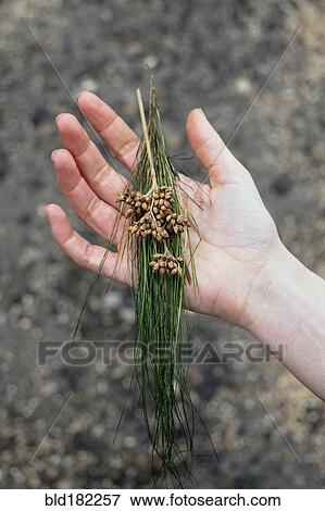 Caucasian woman holding gathered plants View Large Photo Image Stock Photo - Caucasian woman holding gathered plants. Fotosearch