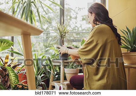 Stock Image - Caucasian woman holding potted plant. Fotosearch