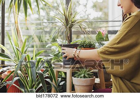 Stock Image - Caucasian woman holding potted plant. Fotosearch