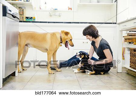 Picture - Caucasian woman petting dogs in kitchen. Fotosearch