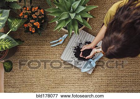 Caucasian woman planting potted plant View Large Photo Image Stock Photo - Caucasian woman planting potted plant. Fotosearch