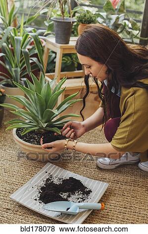 Stock Photo - Caucasian woman planting potted plant. Fotosearch