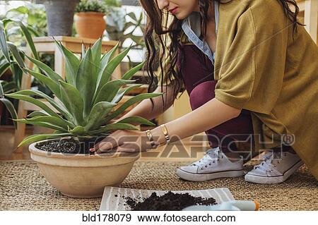 Stock Photo - Caucasian woman planting potted plant. Fotosearch