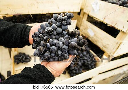 Caucasian woman shopping in grocery store View Large Photo Image Stock Photography - Caucasian woman shopping in grocery store. Fotosearch