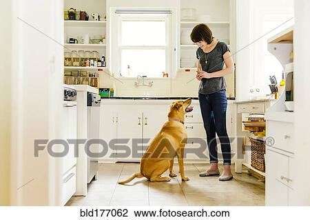 Caucasian woman training dog in kitchen View Large Photo Image Stock Image - Caucasian woman training dog in kitchen. Fotosearch