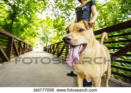 Caucasian woman walking dog on bridge View Large Photo Image Stock Photograph - Caucasian woman walking dog on bridge. Fotosearch