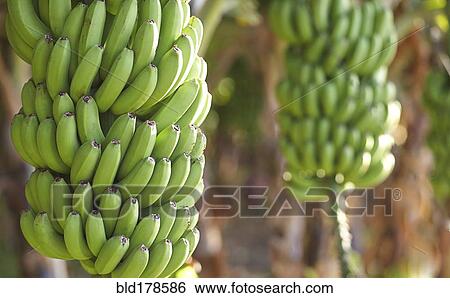 Stock Photograph - Close up of bananas growing on tree. Fotosearch