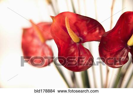 Picture - Close up of blooming flower. Fotosearch