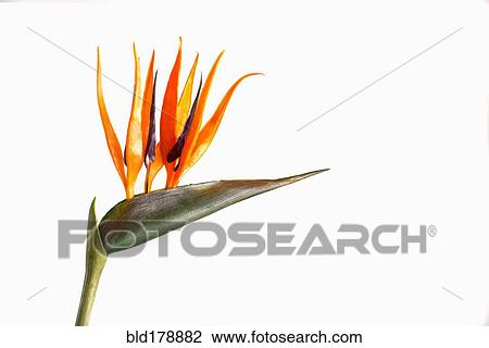 Stock Image - Close up of blooming flower. Fotosearch