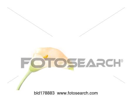 Stock Image - Close up of blooming flower. Fotosearch