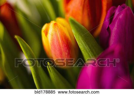 Stock Photography - Close up of blooming tulips. Fotosearch