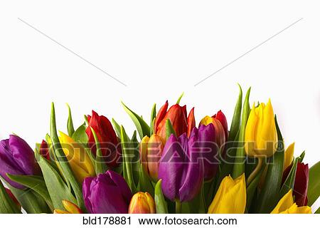 Close up of bouquet of tulips View Large Photo Image Stock Image - Close up of bouquet of tulips. Fotosearch