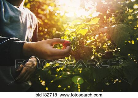 Close up of boy picking raspberry View Large Photo Image Stock Photo - Close up of boy picking raspberry. Fotosearch