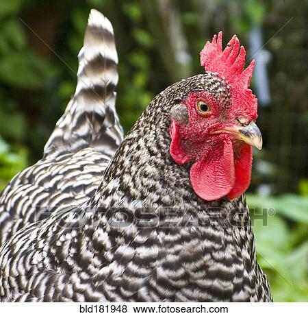 Close up of chicken outdoors View Large Photo Image Stock Photo - Close up of chicken outdoors. Fotosearch