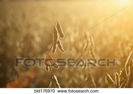Stock Image - Close up of crops growing in farm field. Fotosearch