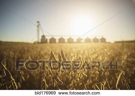 Close up of crops growing in farm field View Large Photo Image Stock Photo - Close up of crops growing in farm field. Fotosearch
