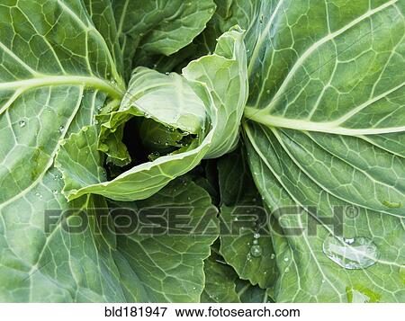 Stock Photo - Close up of curling leaves. Fotosearch