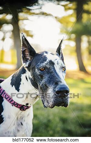 Close up of dog standing in park View Large Photo Image Stock Image - Close up of dog standing in park. Fotosearch