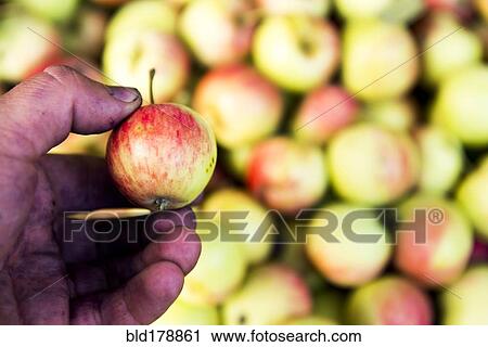 Stock Image - Close up of farmer holding apple. Fotosearch