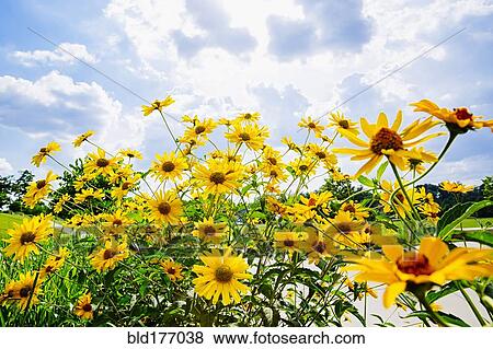 Stock Photo - Close up of flowers under blue sky. Fotosearch