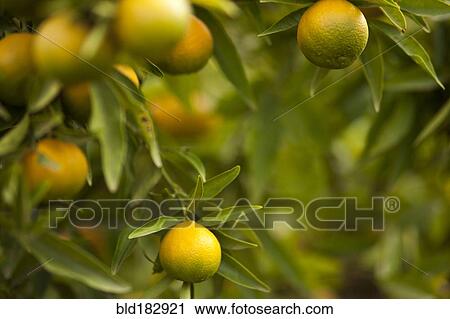 Close up of fruit growing on tree View Large Photo Image Stock Image - Close up of fruit growing on tree. Fotosearch