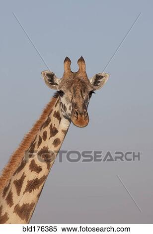 Stock Photography - Close up of giraffe against blue sky. Fotosearch