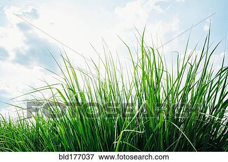 Stock Photo - Close up of grass under blue sky. Fotosearch