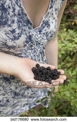 Stock Image - Close up of hand holding fresh blackberries. Fotosearch