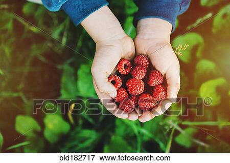 Stock Photo - Close up of hands holding raspberries. Fotosearch