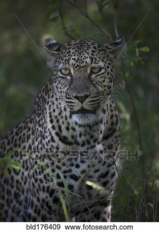 Close up of leopard in grass View Large Photo Image Stock Photo - Close up of leopard in grass. Fotosearch