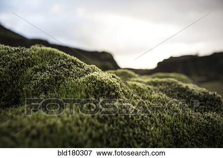 Stock Photo - Close up of mossy rock in remote landscape. Fotosearch