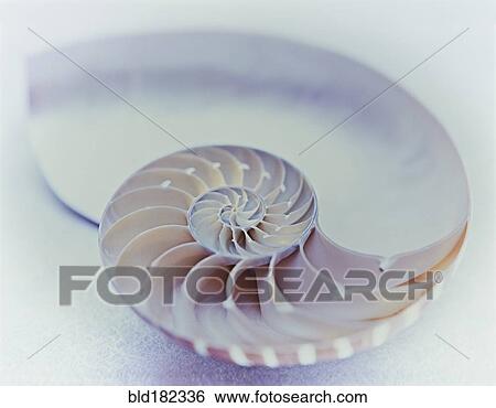 Close up of nautilus shell View Large Photo Image Stock Photograph - Close up of nautilus shell. Fotosearch