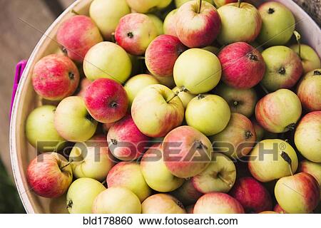 Close up of pile of apples View Large Photo Image Stock Image - Close up of pile of apples. Fotosearch