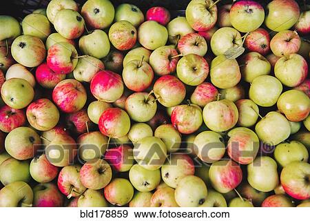 Stock Photo - Close up of pile of apples. Fotosearch