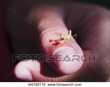 Close up of praying mantis on finger of girl View Large Photo Image Stock Image - Close up of praying mantis on finger of girl. Fotosearch