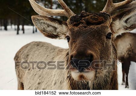 Stock Image - Close up of reindeer in snow. Fotosearch