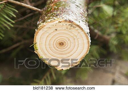 Stock Photo - Close up of sawed tree stump. Fotosearch