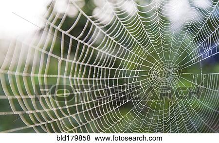 Close up of spider web View Large Photo Image Stock Photo - Close up of spider web. Fotosearch