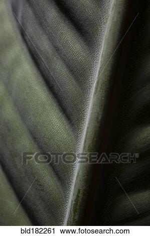 Stock Image - Close up of spine in leaf. Fotosearch