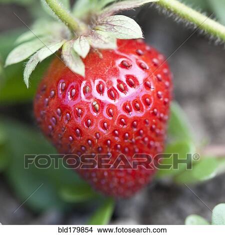 Picture - Close up of strawberry on vine. Fotosearch
