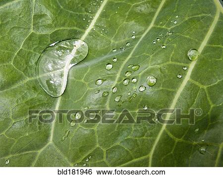 Stock Photograph - Close up of water droplets on leaf. Fotosearch
