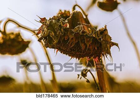 Close up of wilting sunflower in field View Large Photo Image Stock Photography - Close up of wilting sunflower in field. Fotosearch