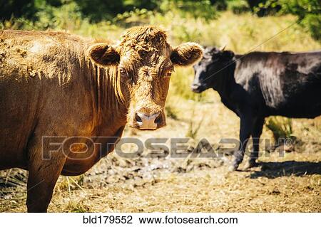 Cows grazing in rural field View Large Photo Image Stock Image - Cows grazing in rural field. Fotosearch