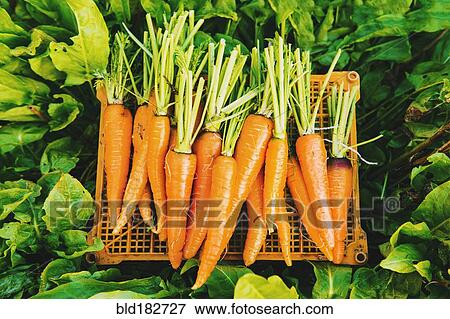 Crate of carrots in garden View Large Photo Image Stock Photo - Crate of carrots in garden. Fotosearch