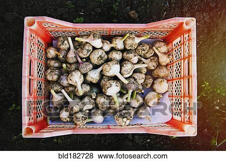 Stock Photo - Crate of garlic bulbs in garden. Fotosearch