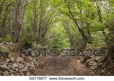Stock Photo - Dirt path in remote forest. Fotosearch