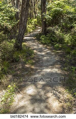 Dirt path in rural forest View Large Photo Image Picture - Dirt path in rural forest. Fotosearch